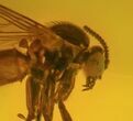 Detailed Fossil Fly (Diptera) In Baltic Amber #58066-4